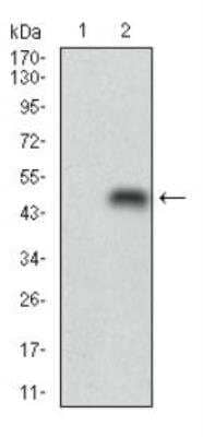 Western Blot: Perilipin-2/ADFP Antibody (2C5A3) [NBP2-23486]