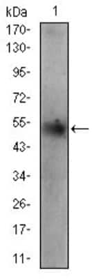 Western Blot: Perilipin-2/ADFP Antibody (2C5H8)BSA Free [NBP2-37300]