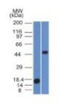 Western Blot: Perilipin-2/ADFP Antibody (ADFP/1365)Azide and BSA Free [NBP2-54369]