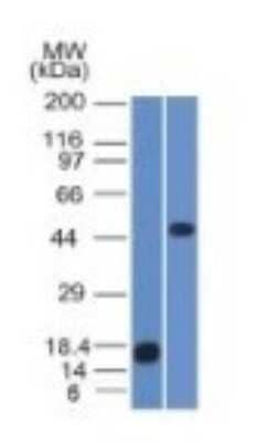 Western Blot: Perilipin-2/ADFP Antibody (ADFP/1365) [NBP2-53401]