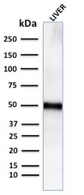 Western Blot: Perilipin-2/ADFP Antibody (ADFP/2755R)Azide and BSA Free [NBP3-08454]