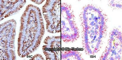 Dual RNAscope ISH-IHC Analysis of Perilipin-2/ADFP in Mouse Intestine