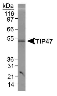 Western Blot: Perilipin-3/TIP47 Antibody [NB110-40764]