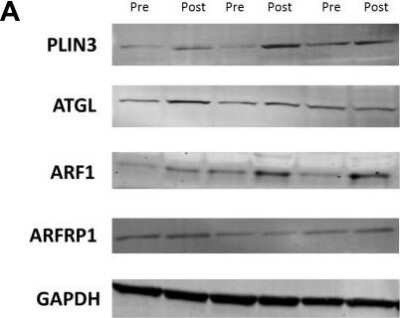 Western Blot: Perilipin-3/TIP47 Antibody [NB110-40764]