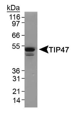 Western Blot: Perilipin-3/TIP47 Antibody [NB110-40765]