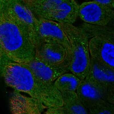Immunocytochemistry/ Immunofluorescence: Perilipin-4 Antibody [NBP2-13776]