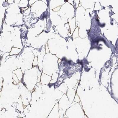 Immunohistochemistry-Paraffin: Perilipin-4 Antibody [NBP2-38731]