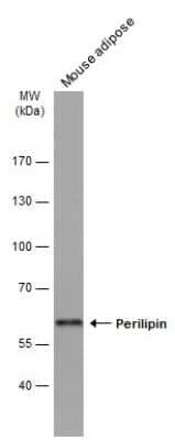 Western Blot: Perilipin Antibody (GT2781) [NBP3-13615]