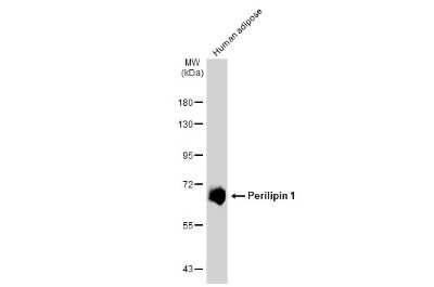 Western Blot: Perilipin Antibody (GT2781) [NBP3-13615]