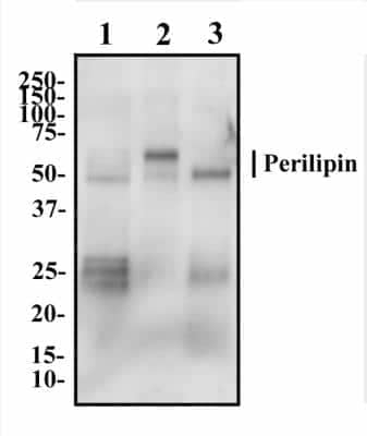 Western Blot: Perilipin Antibody [NB110-40760]