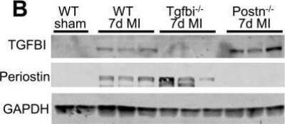 Knockout Validated: Periostin/OSF-2 Antibody - C-terminus - Azide and BSA Free [NBP1-30042]