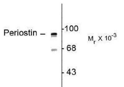 Western Blot: Periostin/OSF-2 AntibodyC-terminusAzide and BSA Free [NBP1-30042]