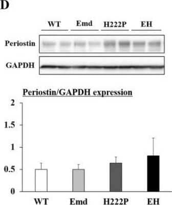 Western Blot: Periostin/OSF-2 AntibodyC-terminusAzide and BSA Free [NBP1-30042]