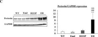 Western Blot: Periostin/OSF-2 AntibodyC-terminusAzide and BSA Free [NBP1-30042]