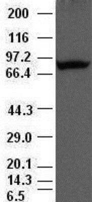 Western Blot: Periostin/OSF-2 Antibody (OTI1A1) [NBP1-47922]