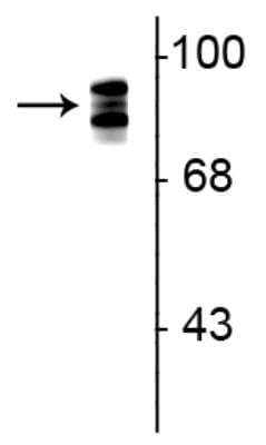 Western Blot: Periostin/OSF-2 AntibodyAzide and BSA Free [NBP2-88950]