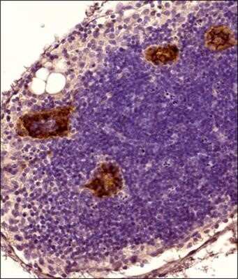 Immunohistochemistry-Paraffin: Peripheral Node Addressin Antibody (MECA-79R) - BSA Free [NBP2-78792]