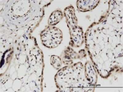 Immunohistochemistry-Paraffin: Peripherin Antibody (3B3) [H00005630-M02]