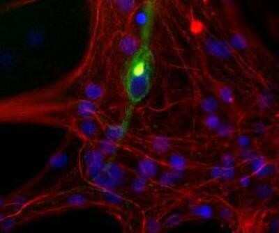 Immunocytochemistry/ Immunofluorescence: Peripherin Antibody (7C5) [NB300-220]
