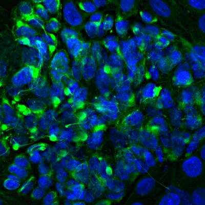 Immunocytochemistry/ Immunofluorescence: Peripherin Antibody [NB300-137]