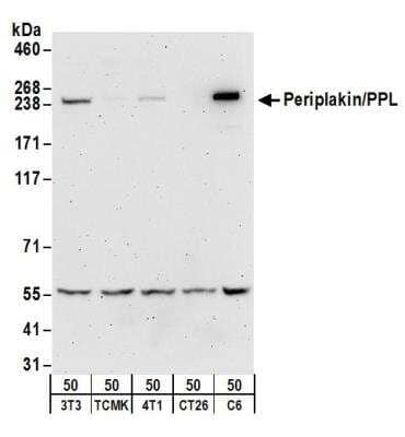 Western Blot: Periplakin Antibody [NB100-55264]