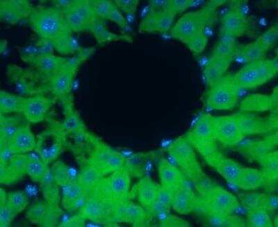 Immunohistochemistry-Frozen: Peroxiredoxin 2 Antibody [NBP2-19776]