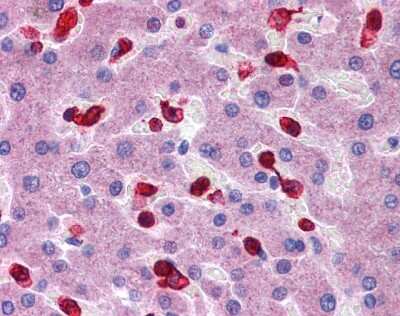 Immunohistochemistry-Paraffin: Peroxiredoxin 2 Antibody [NBP1-54337]