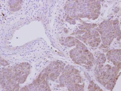 Immunohistochemistry-Paraffin: Peroxiredoxin 2 Antibody [NBP2-19776]