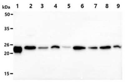 Western Blot: Peroxiredoxin 3 Antibody (1F8)BSA Free [NBP2-59425]