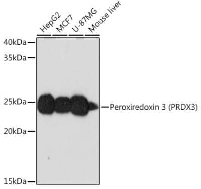 Western Blot: Peroxiredoxin 3 Antibody (4K7D1) [NBP3-16125]