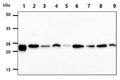 Western Blot: Peroxiredoxin 3 Antibody (AT1F8)BSA Free [NBP3-12869]