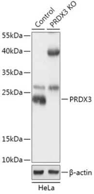 Knockout Validated: Peroxiredoxin 3 Antibody - Azide and BSA Free [NBP3-03161]