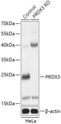 Knockout Validated: Peroxiredoxin 3 Antibody - Azide and BSA Free [NBP3-03779]