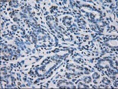 Immunohistochemistry-Paraffin: Peroxiredoxin 4 Antibody (OTI9A3) [NBP2-02117]