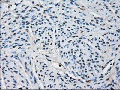 Immunohistochemistry-Paraffin: Peroxiredoxin 4 Antibody (OTI9A3) [NBP2-02117]