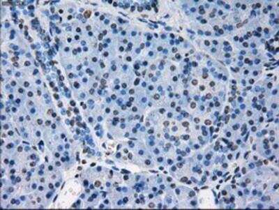 Immunohistochemistry-Paraffin: Peroxiredoxin 4 Antibody (OTI9A3) [NBP2-02117]