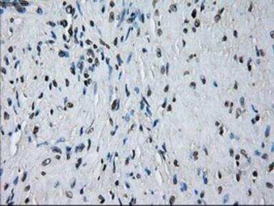 Immunohistochemistry-Paraffin: Peroxiredoxin 4 Antibody (OTI9A3) [NBP2-02117]