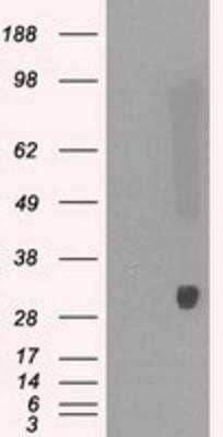 Western Blot: Peroxiredoxin 4 Antibody (OTI9A3) [NBP2-02117]