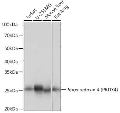 Western Blot: Peroxiredoxin 4 Antibody (9E7V0) [NBP3-16760]