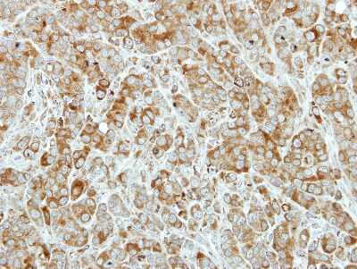 Immunohistochemistry-Paraffin: Peroxiredoxin 4 Antibody [NBP2-19778]