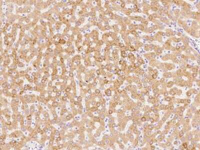 Immunohistochemistry-Paraffin: Peroxiredoxin 4 Antibody [NBP2-99498]