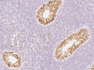 Immunohistochemistry-Paraffin: Peroxiredoxin 4 Antibody [NBP2-99498]