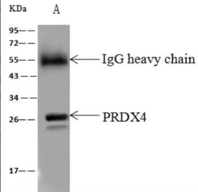 Immunoprecipitation: Peroxiredoxin 4 Antibody [NBP2-99498]