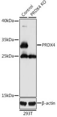Knockout Validated: Peroxiredoxin 4 Antibody - BSA Free [NBP3-03705]