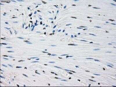 Immunohistochemistry: Peroxiredoxin 4 Antibody (OTI9A3) - Azide and BSA Free [NBP2-73338]
