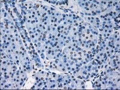 Immunohistochemistry: Peroxiredoxin 4 Antibody (OTI9A3) - Azide and BSA Free [NBP2-73338]
