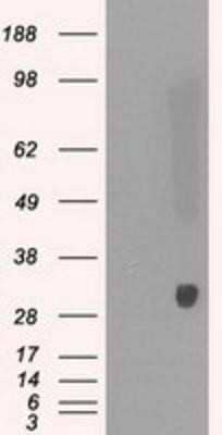 Western Blot: Peroxiredoxin 4 Antibody (OTI9A3)Azide and BSA Free [NBP2-73338]