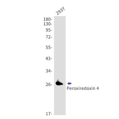 Western Blot: Peroxiredoxin 4 Antibody (S09-7F9) [NBP3-19736]