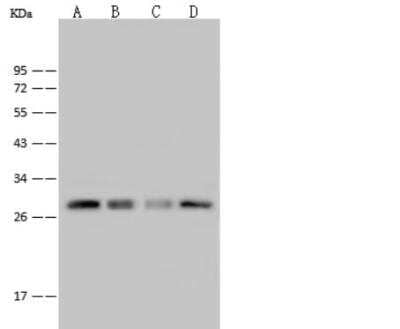 Western Blot: Peroxiredoxin 4 Antibody [NBP2-99498]