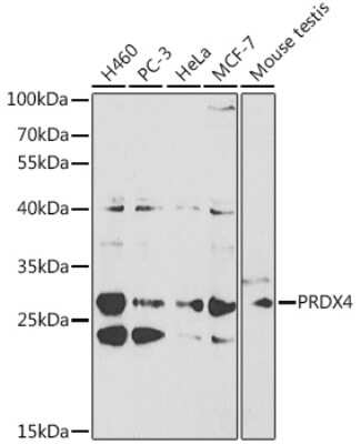 Western Blot: Peroxiredoxin 4 AntibodyBSA Free [NBP3-03705]